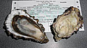 Fanny Bay Oysters
